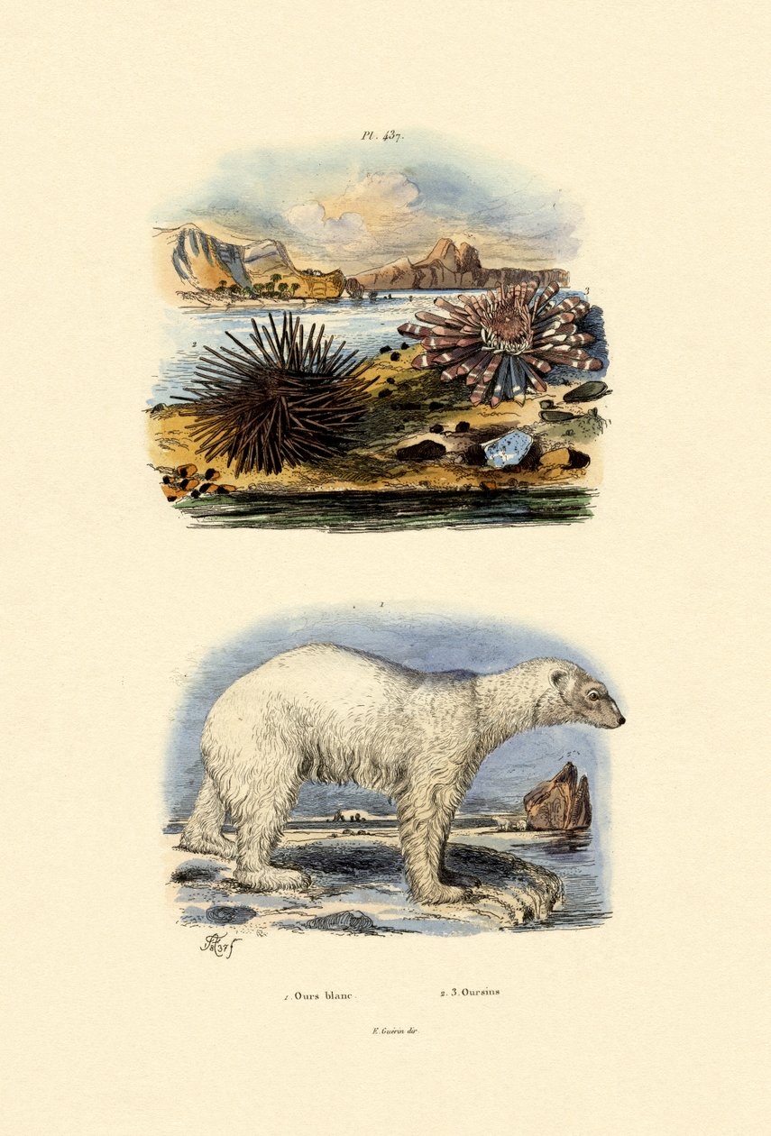Polar Bear by French School