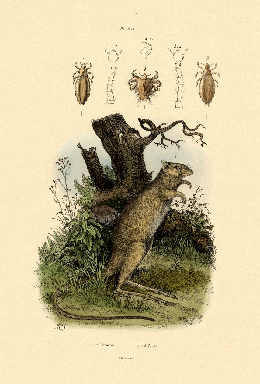 Rat-Kangaroo by French School