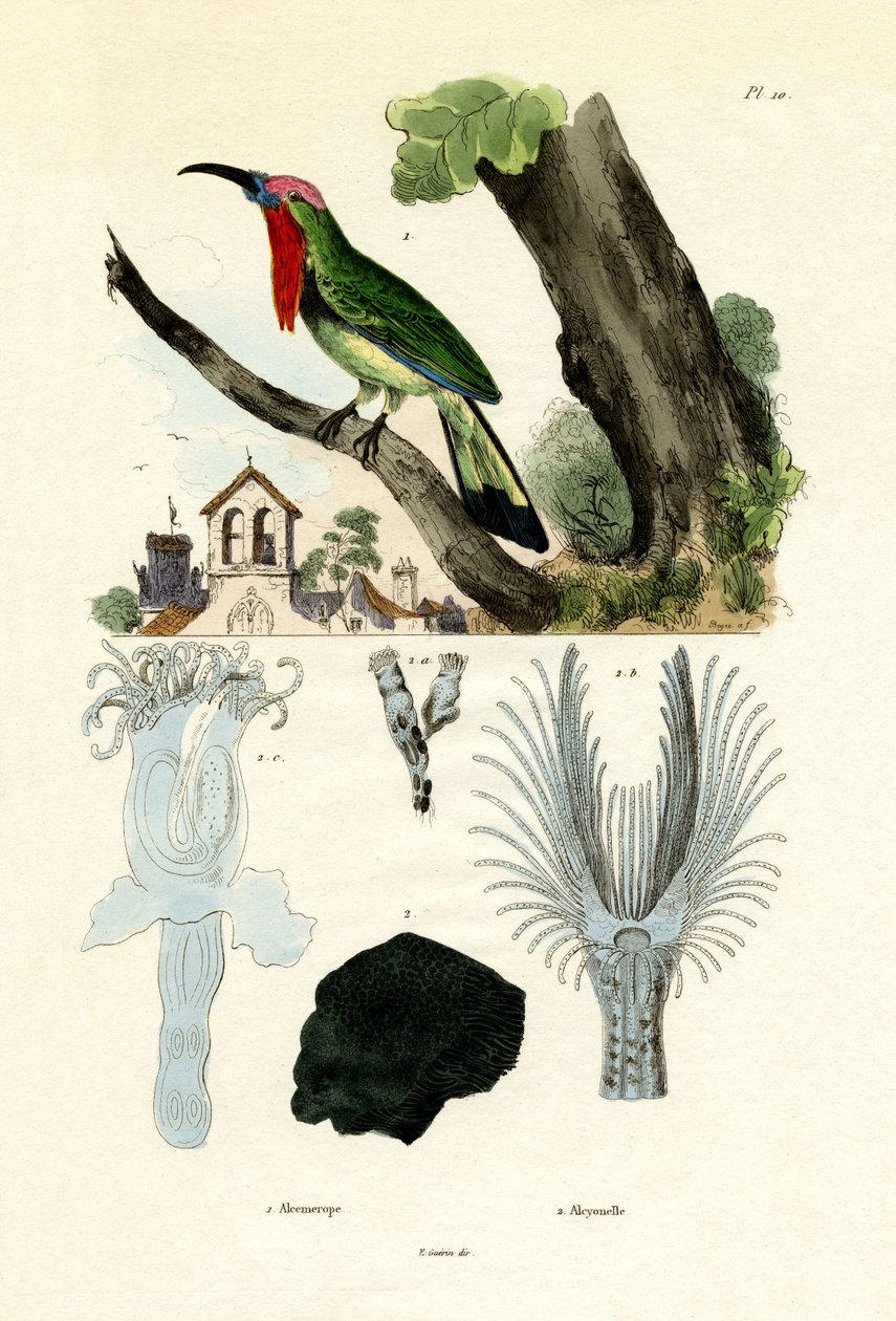 Red-bearded Bee-eater, 1833-39 by French School