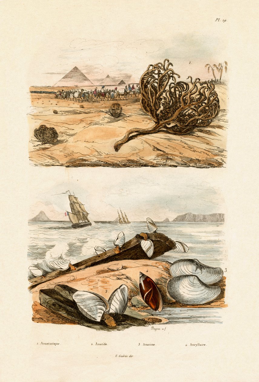 Rose of Jericho, 1833-39 by French School
