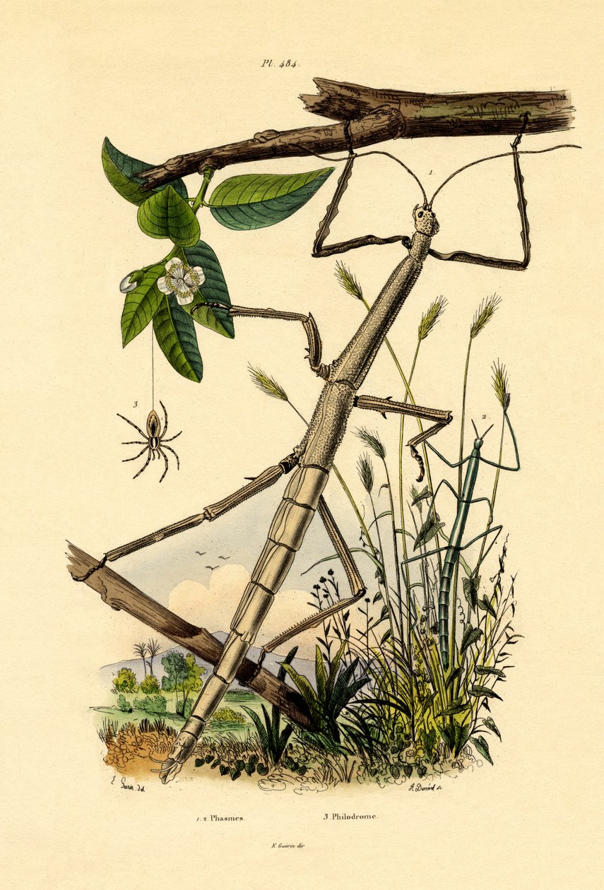 Running Crab Spider by French School