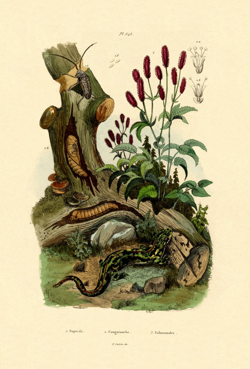 Salamander by French School