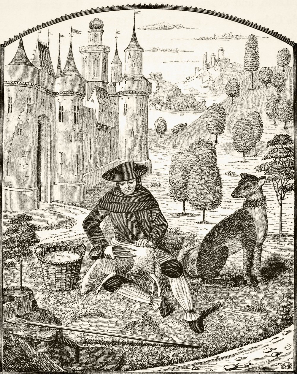 Sheep shearing in the Middle Ages, from 