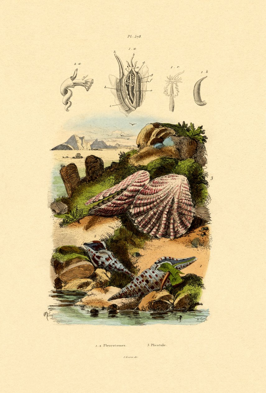 Slit Shells by French School