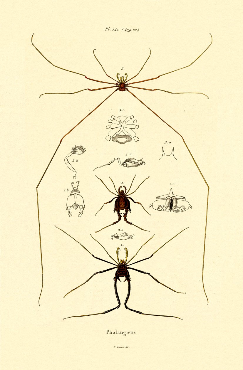 Spiders by French School