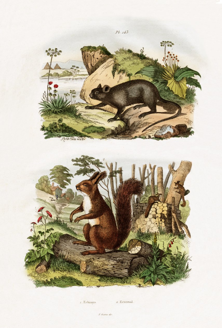 Tree Rat by French School