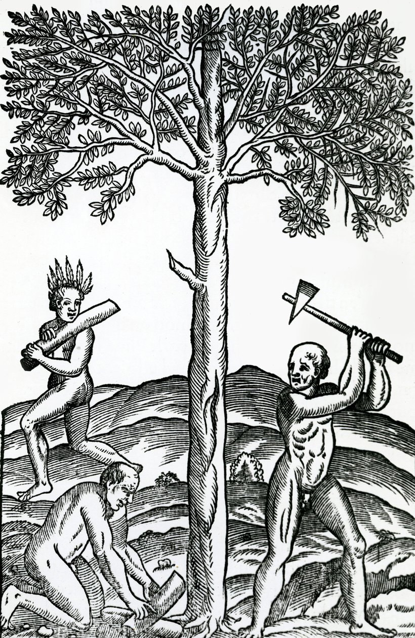 Tree Cutting, from Singularities of France Antarctique, by Andre de Thevet, 1558 by French School
