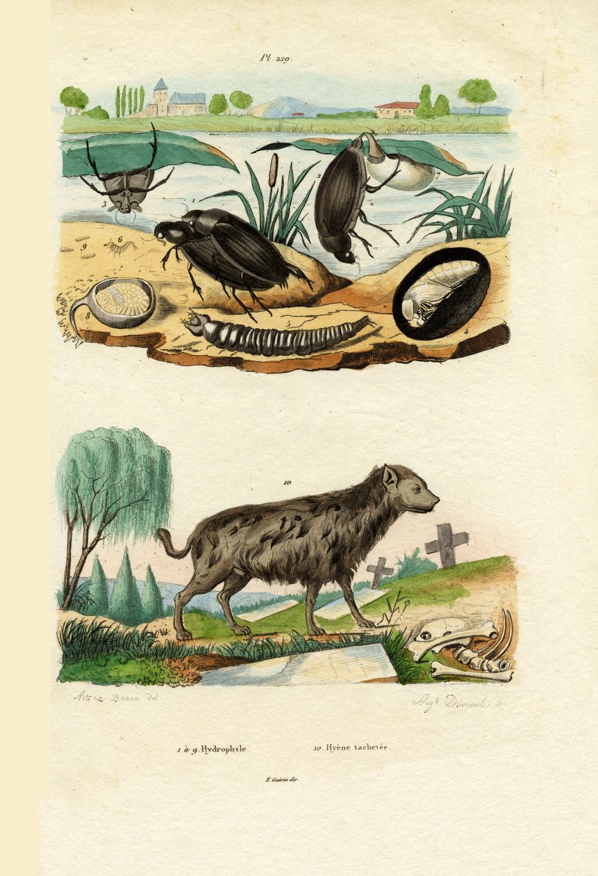 Water Beetles by French School