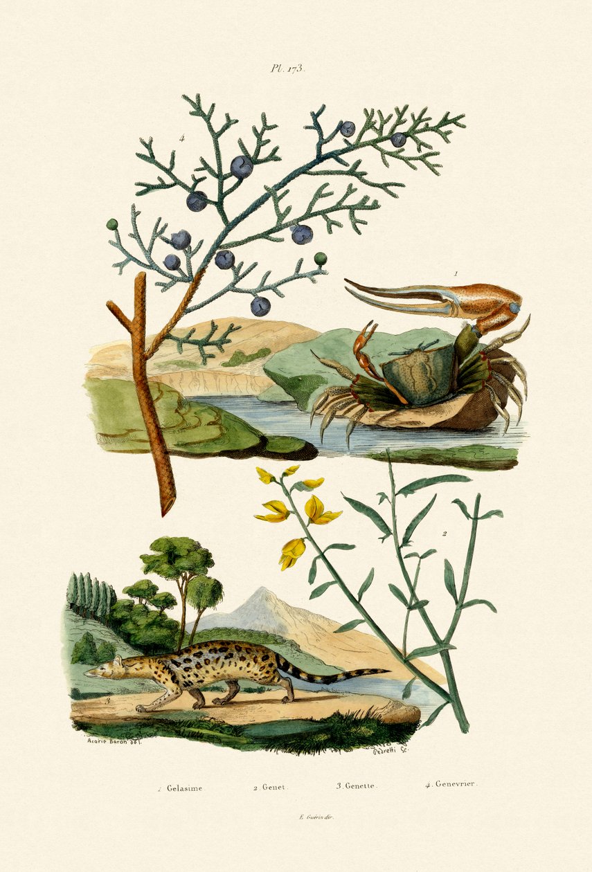 West African Fiddler Crab by French School
