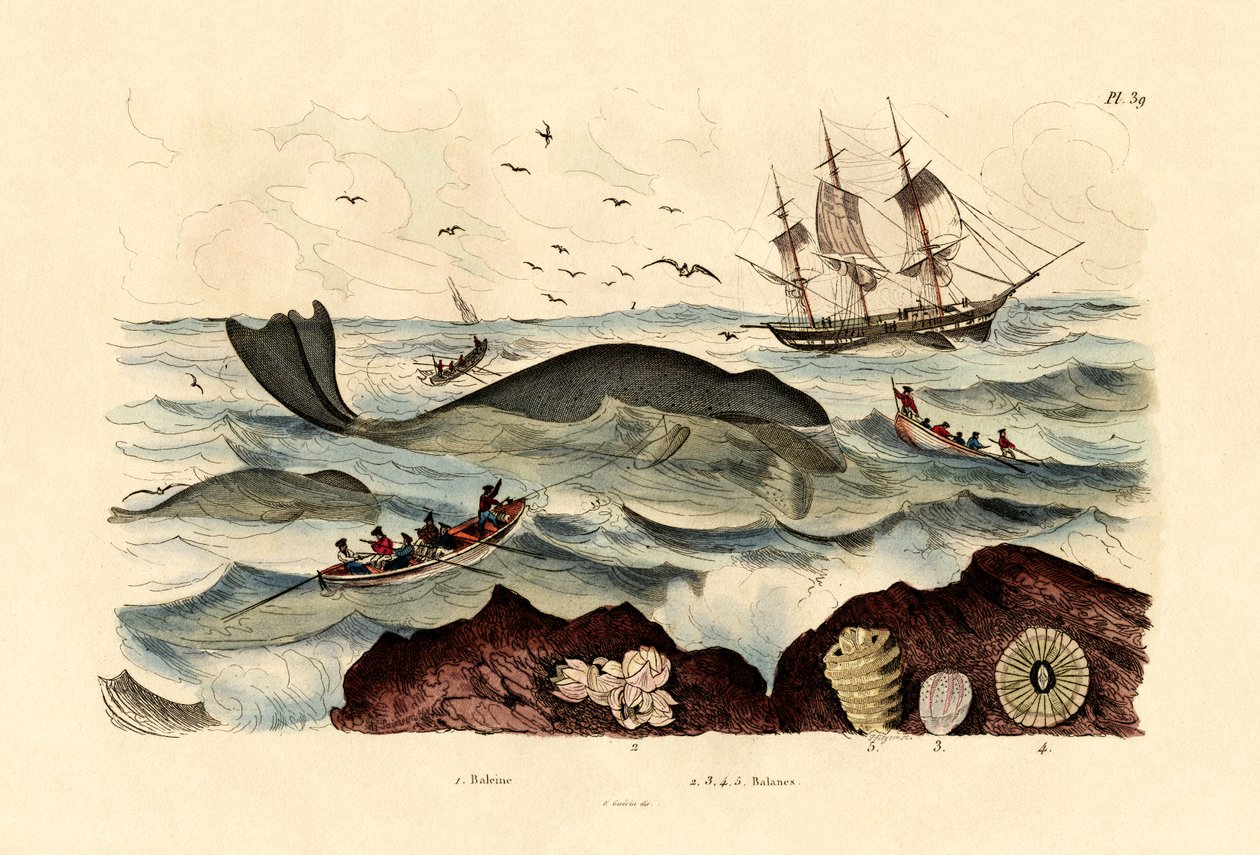 Whale, 1833-39 by French School