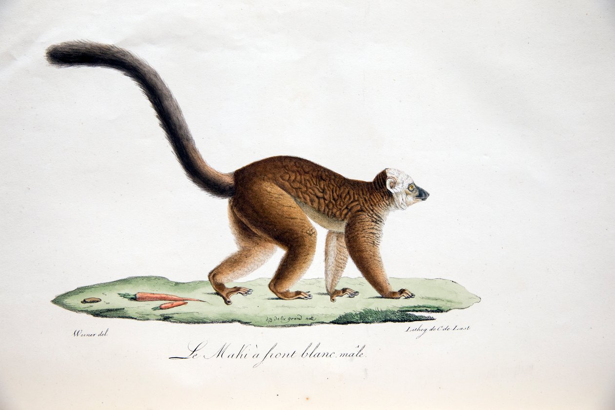 White-headed Lemur, from Histoire Naturelle des Mammifères, with original figures, by Étienne Geoffroy Saint-Hilaire & Frédéric Cuvier, 1824-42 by French School