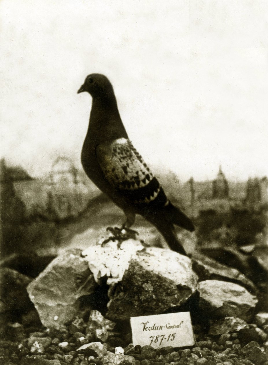 Animals during the First World War 1914-1918: The famous Vaillant pigeon by French Photographer