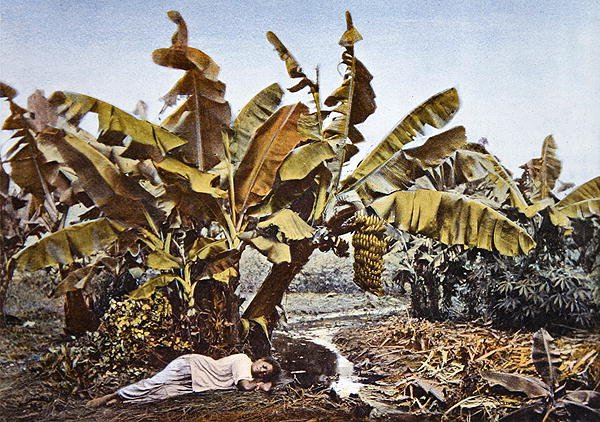 A banana and manioc plantation in New Caledonia, late 19th century by French School