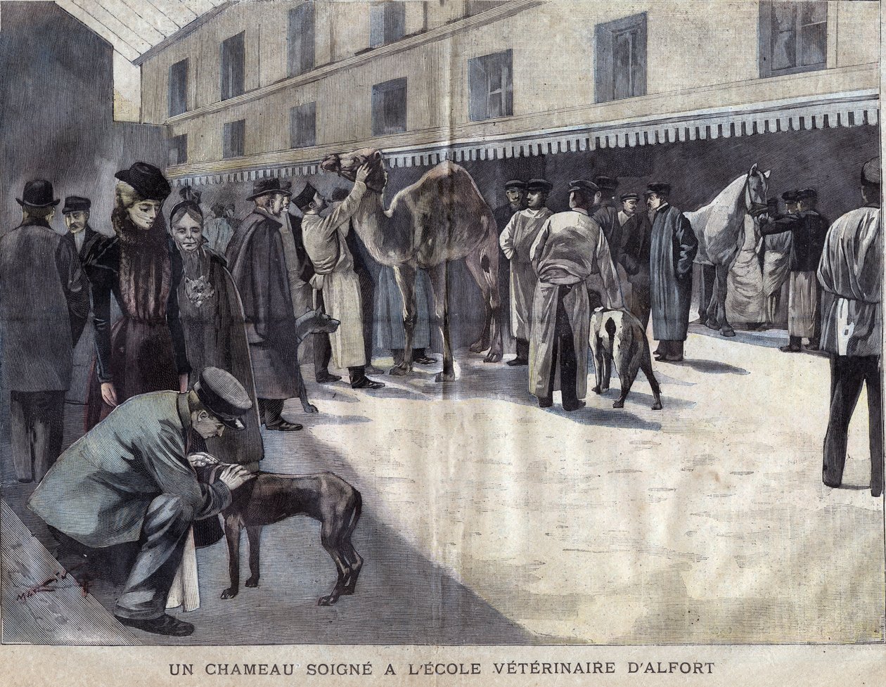 A camel heals at the Veterinary School of Maison Alfort. Illustration of 1899 in 