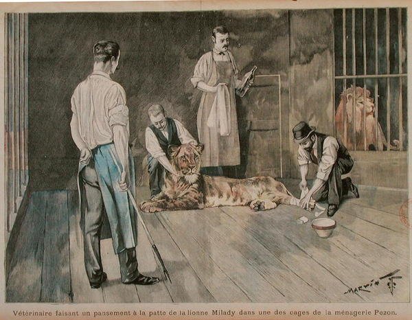 A veterinarian bandaging the paw of the lionness Milady, c.1898-99 by French School