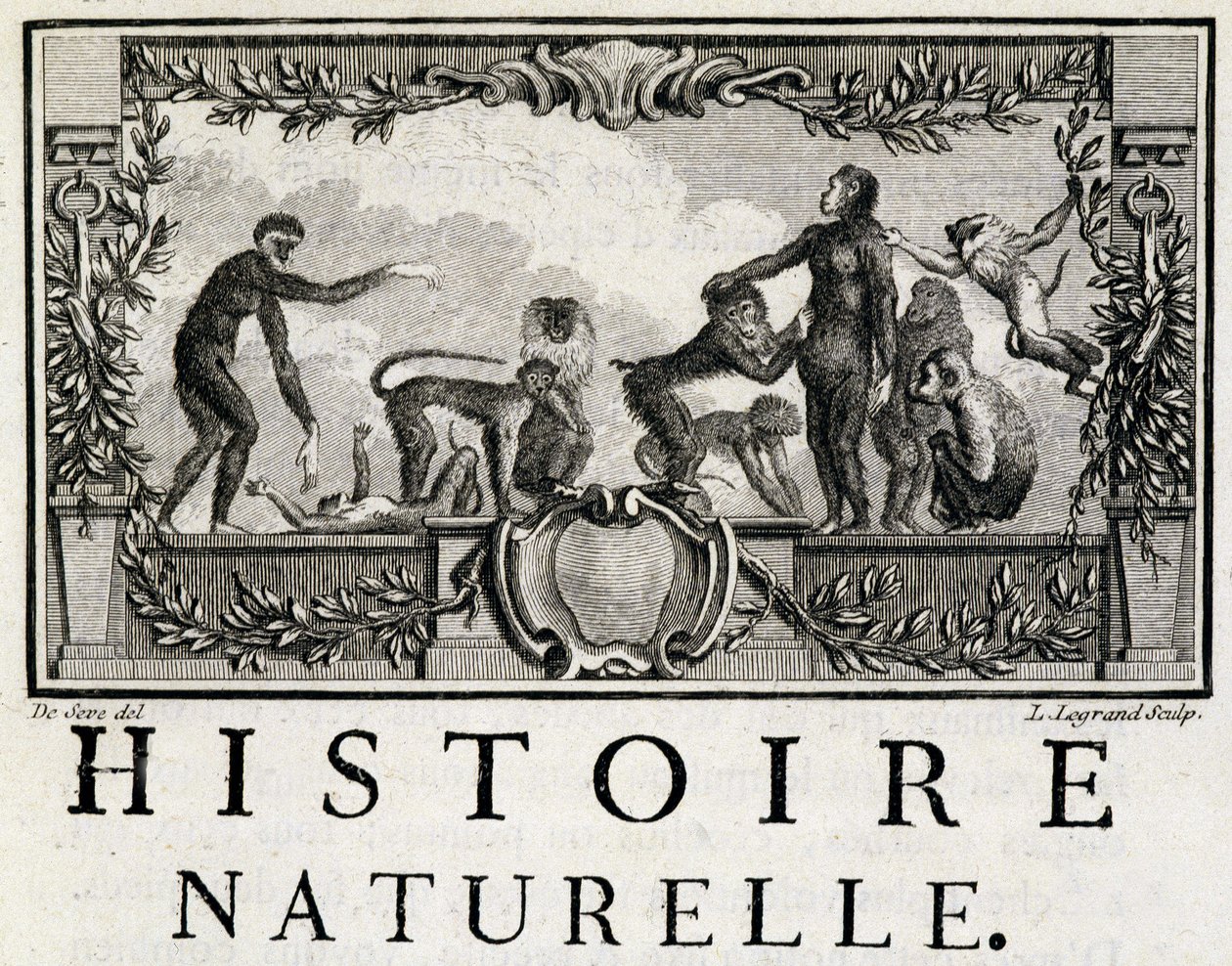 Allegory of Natural History on Apes - in 