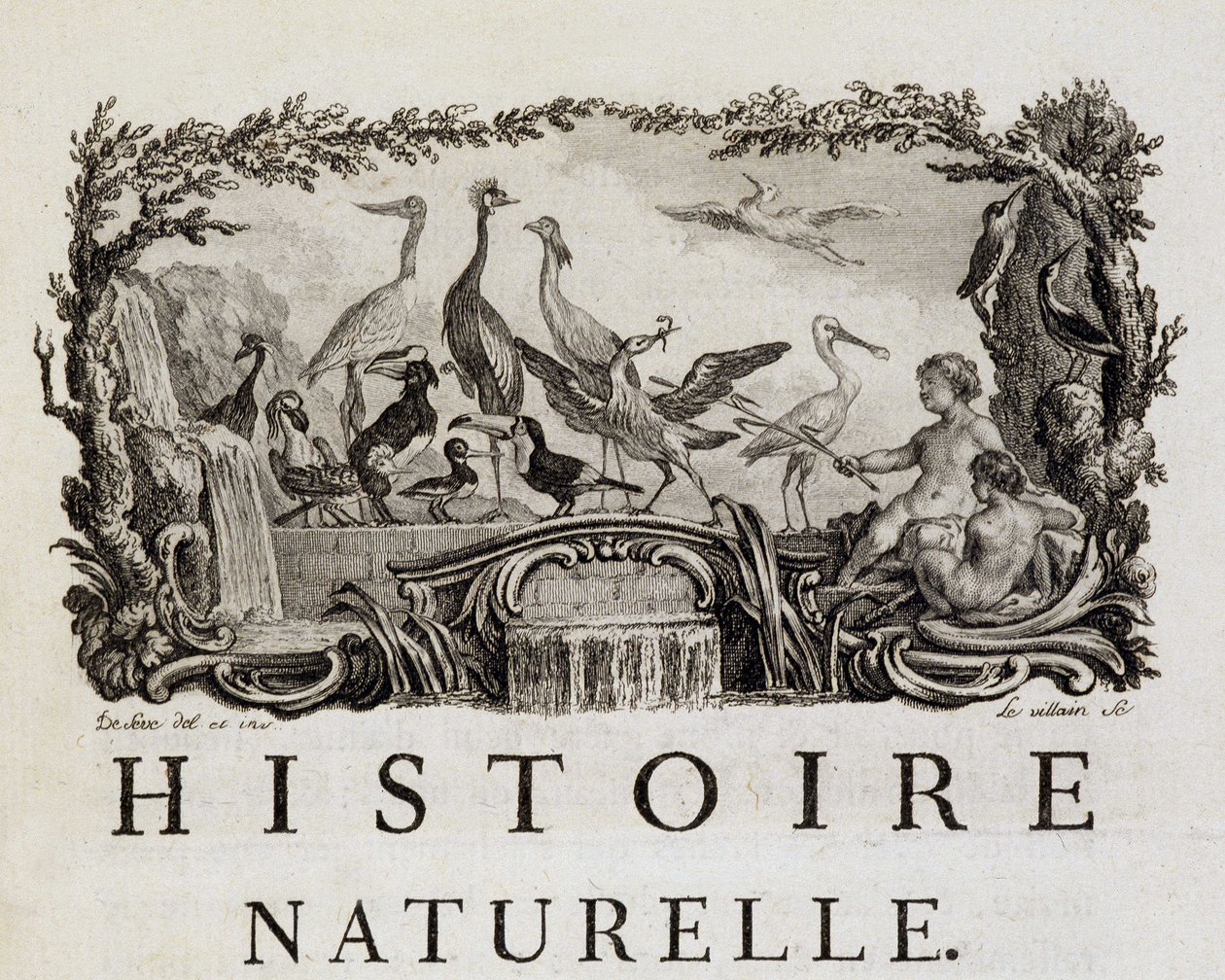 Allegory of Natural History on birds - in 