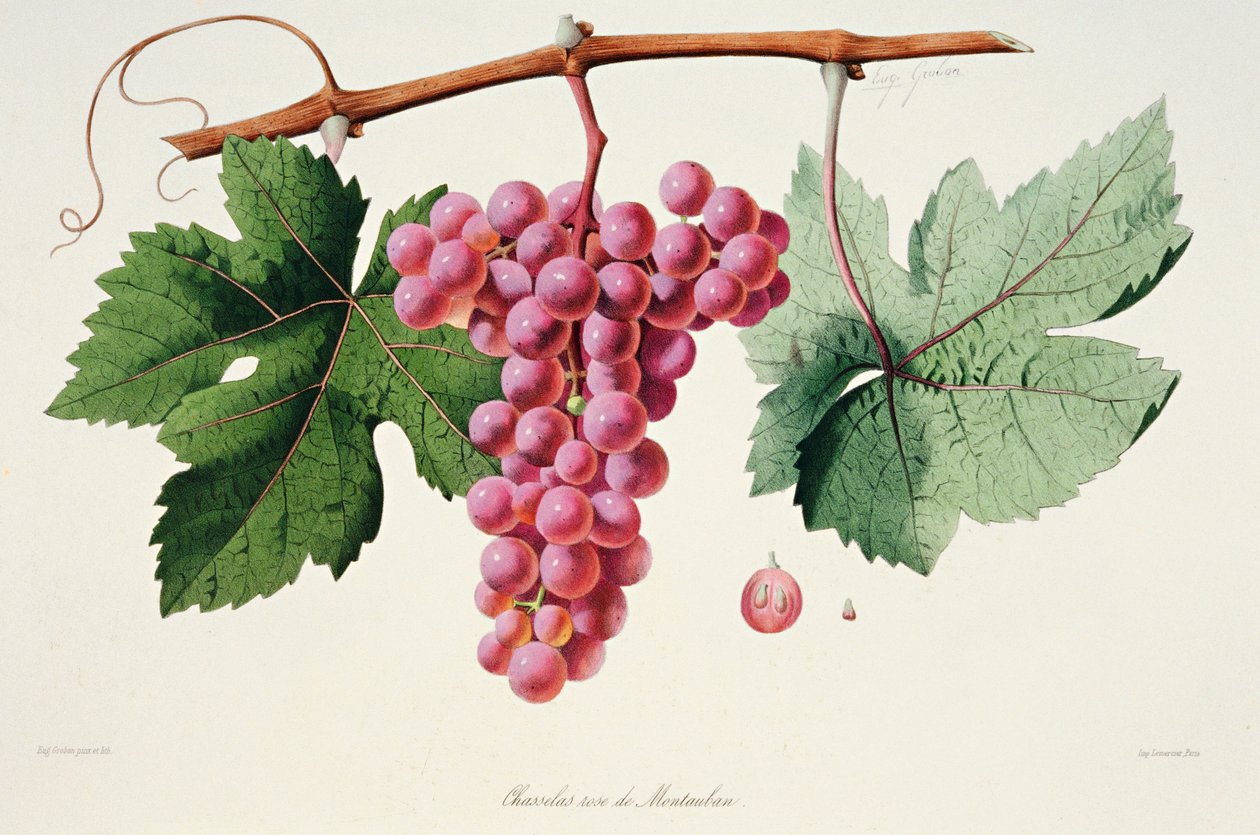 Ampelography, Grape Chasselas Rose de Montauban Auvergne by French School