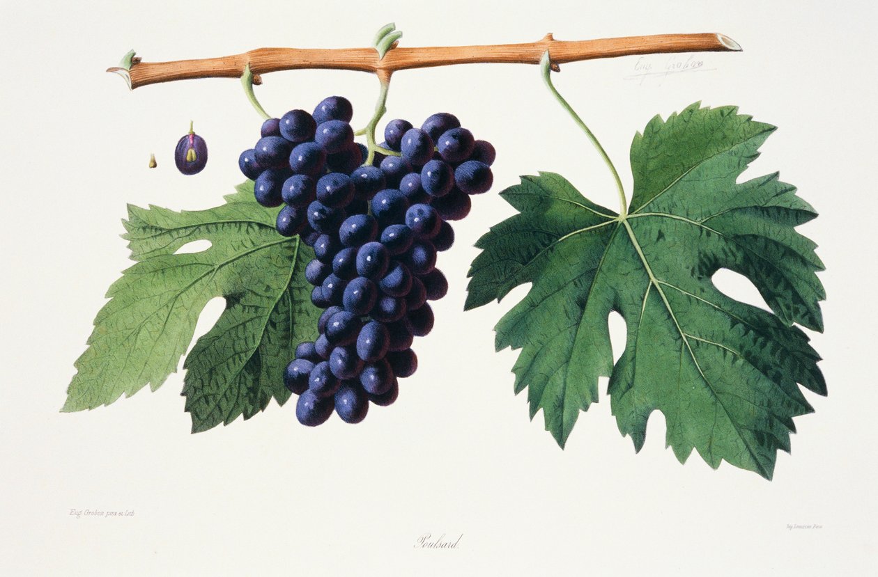 Ampelography, Grape Poulsard Jura by French School