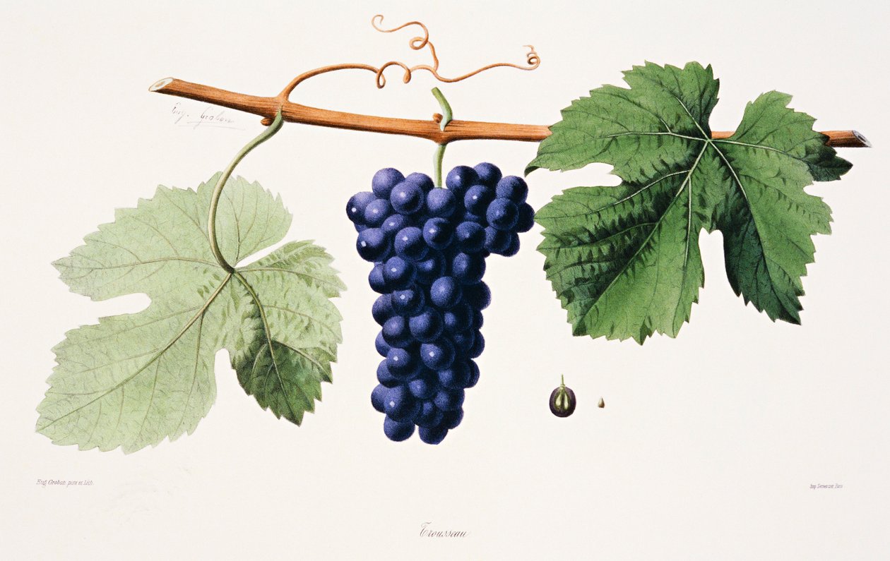 Ampelography, Grape Trousseau Jura by French School