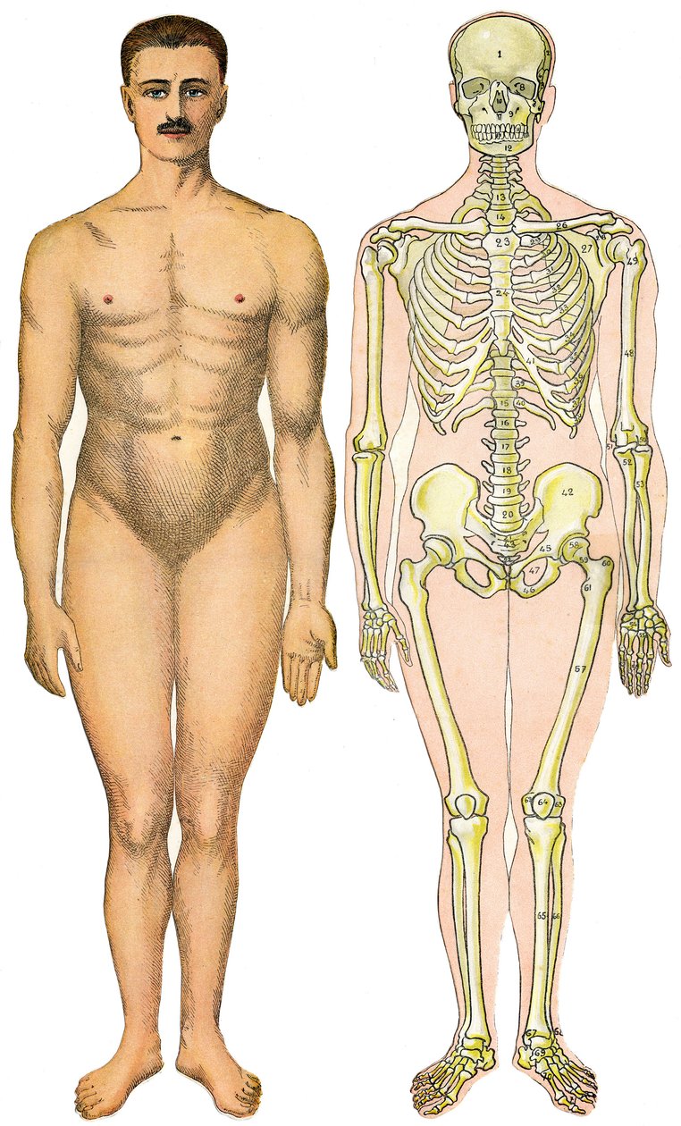 Anatomical Folding Sheet of the New Practical Encyclopedie of Medicine and Hygiene, by Dr. Rehm, Bookstore Aristide Quillet 1922 - Human Body Face - Naked Man Without Apparent Sex (gum sex) Next to His Skeleton by French School