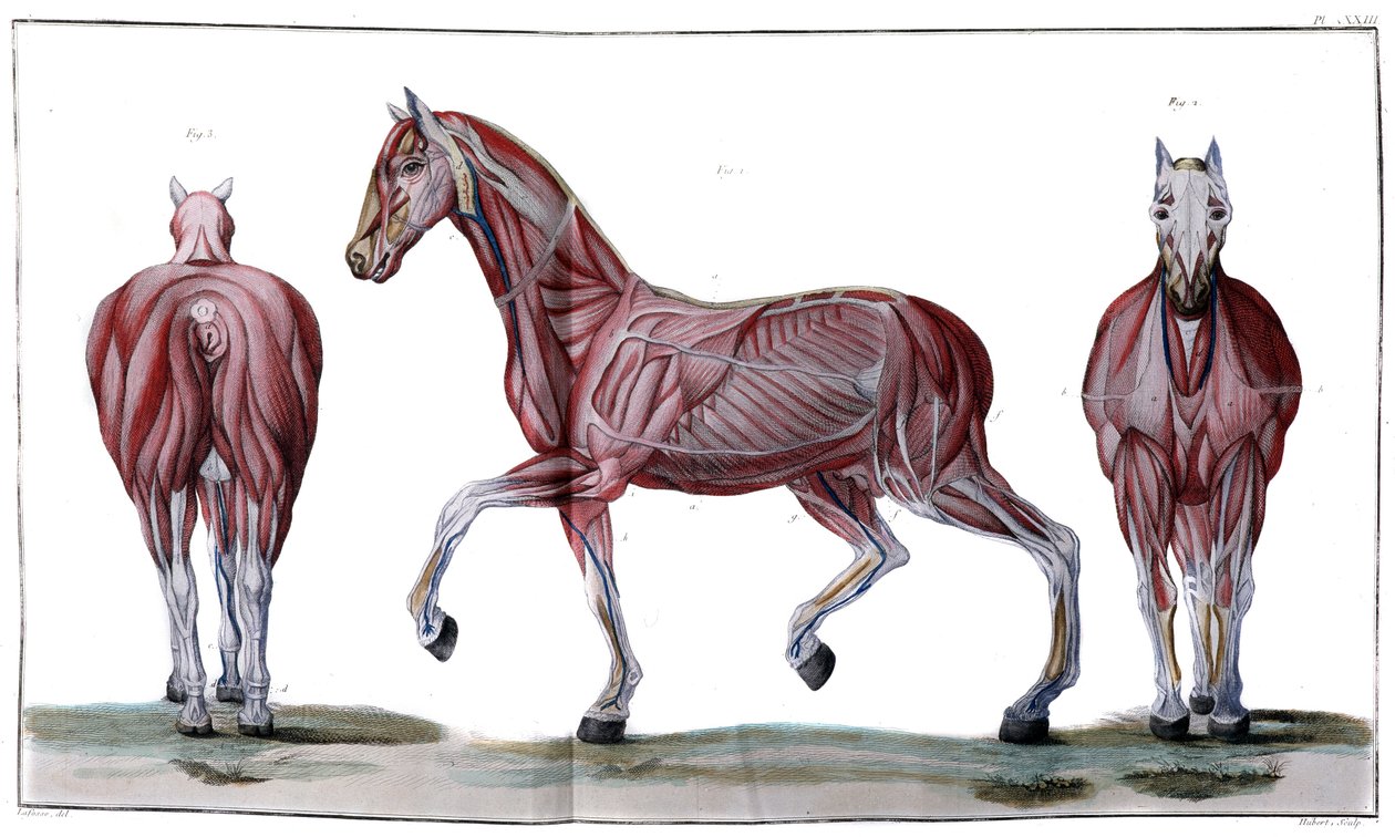 Anatomy of the horse: Skin, face and profile - 