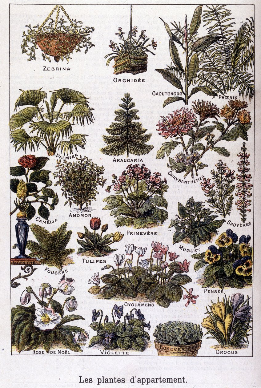 Apartment Plants, 02/02/1901 by French School