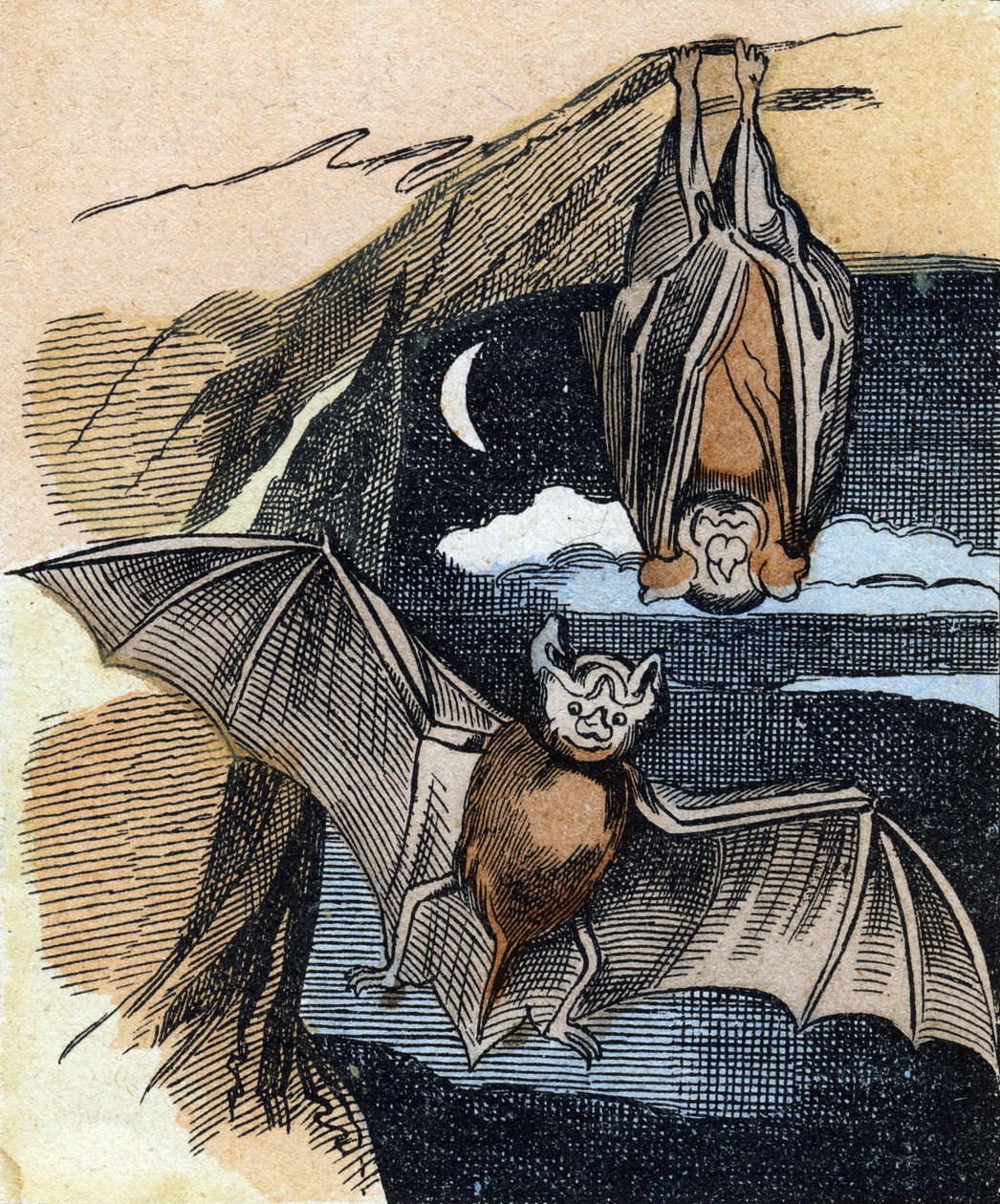Bat (Engraving in "Buffon Alphabet des Oiseaux n 1") by French School