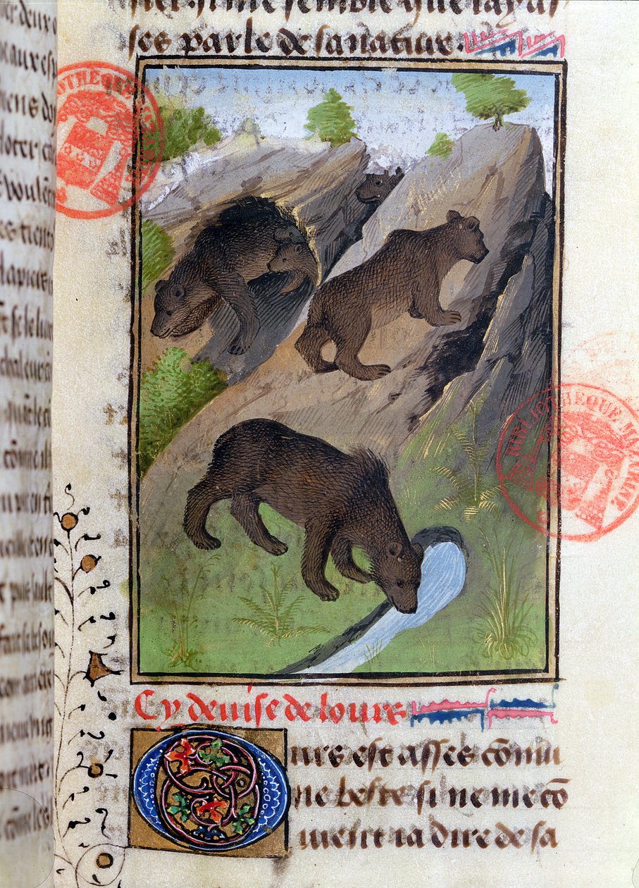Bears, from the Livre de la Chasse by Gaston Phebus by French School