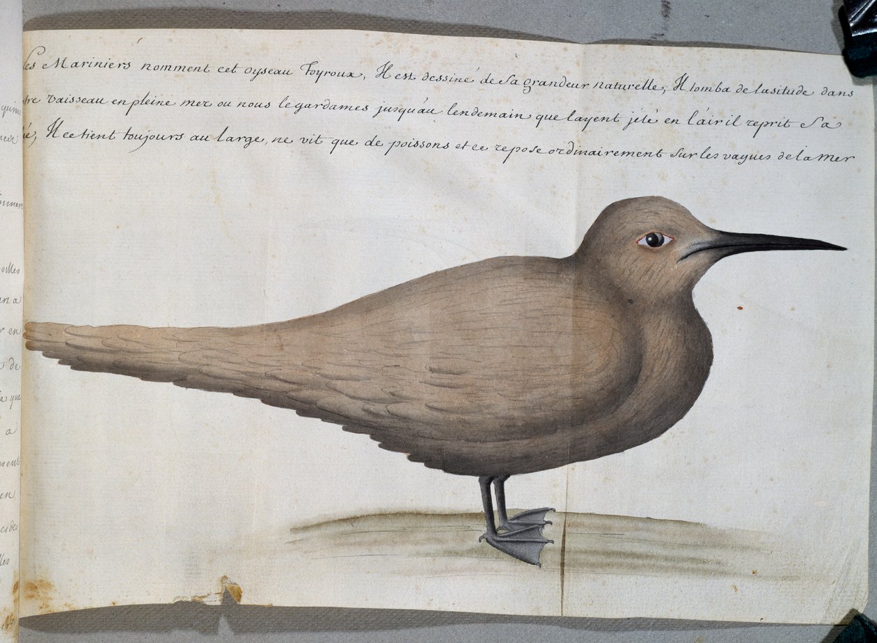 Bird Called Foyroux (Tern), Cape Frio, Brazil by French School