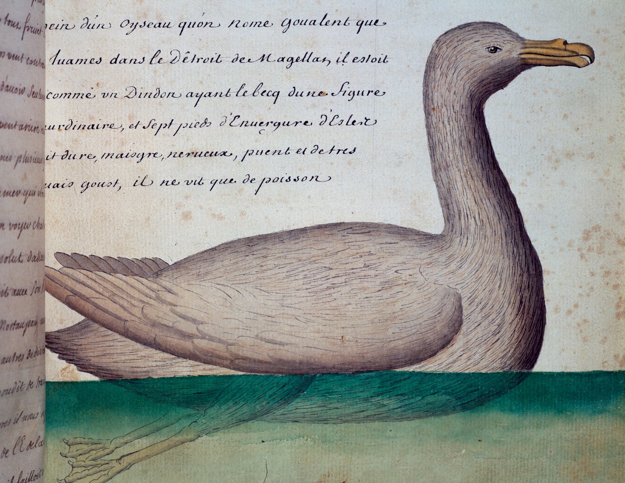Bird Called Goualent, Strait of Magellan by French School