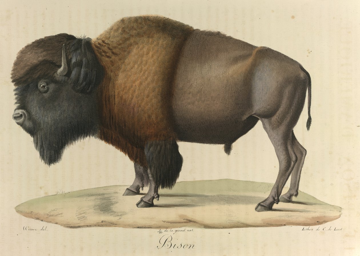 Bison, from 