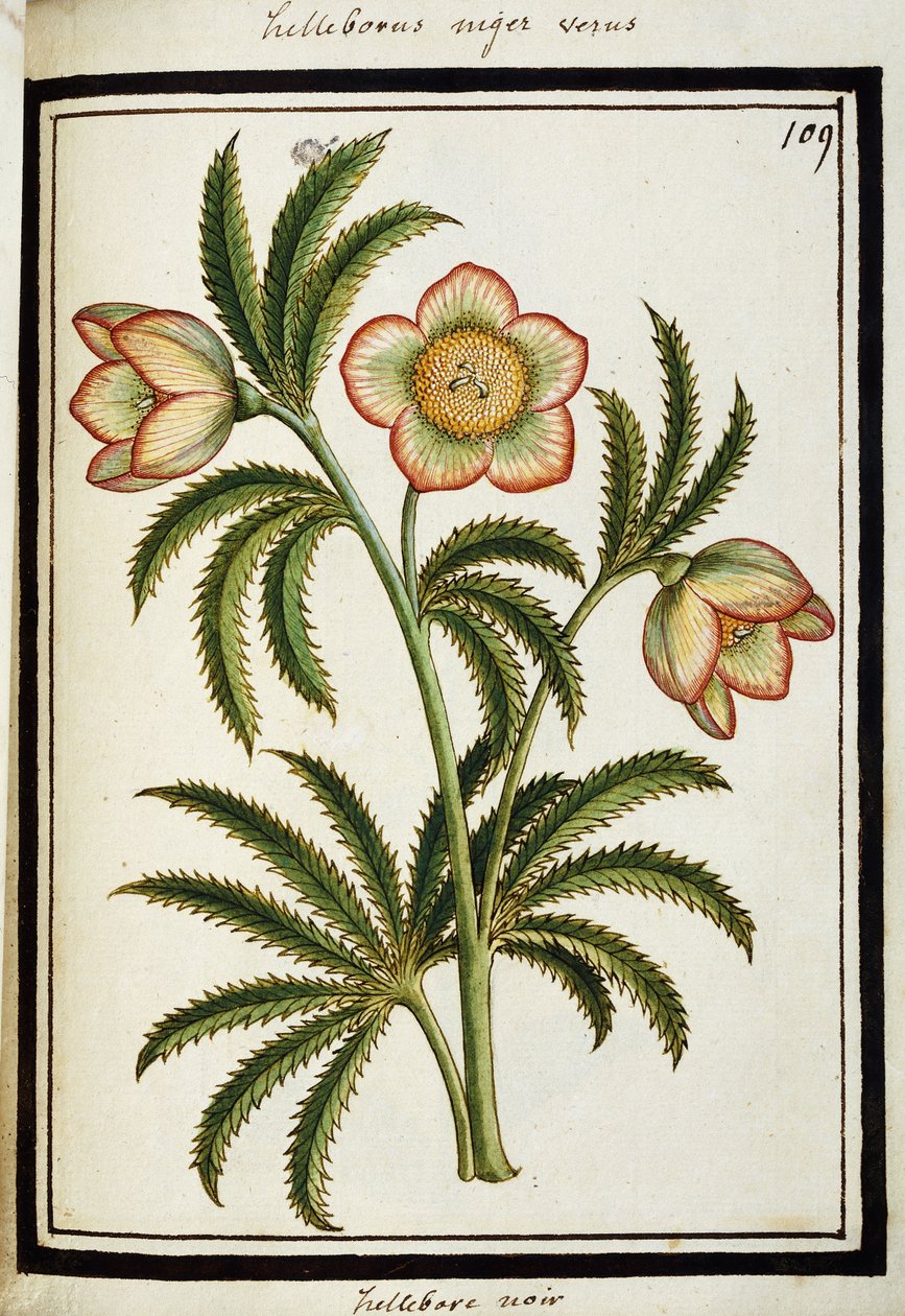 Black Hellebore, c.1700 by French School