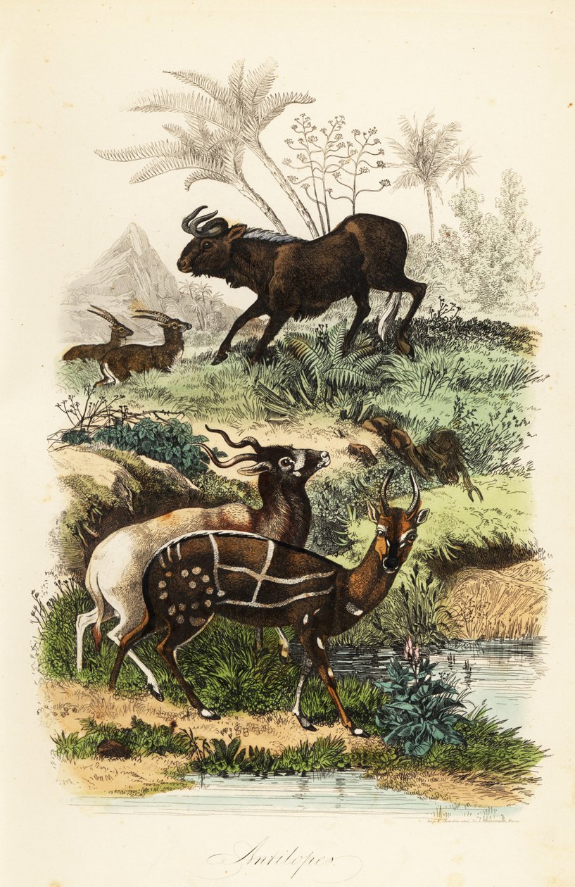 Black Wildebeest, Critically Endangered Addax, and Harnessed Bushbuck by French School
