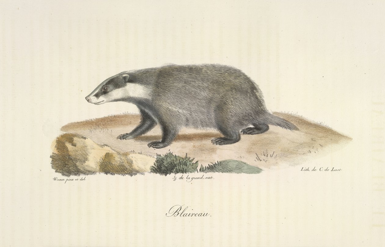 Badger, from Histoire Naturelle des Mammifères by French School