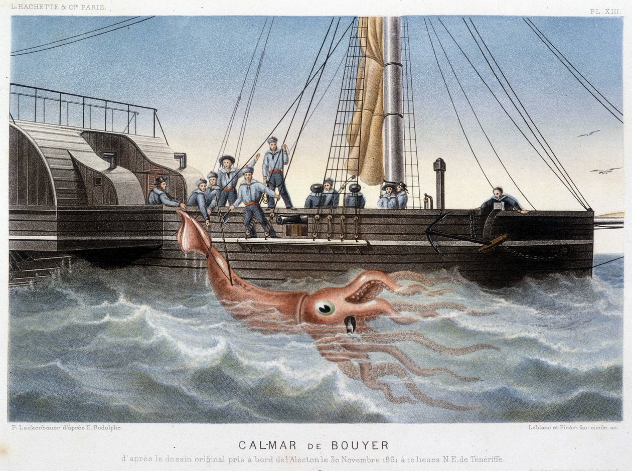 Bouyer Squid - in “The World of the Sea” by Alfred Fredol, Hachette, Paris by French School