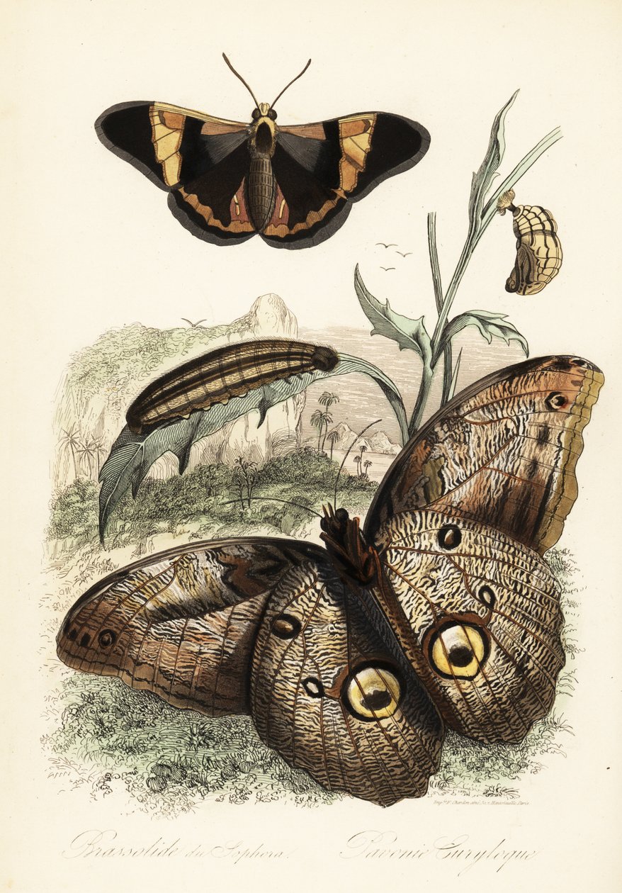 Brassolis sophorae butterfly, pupa and larva caterpillar by French School