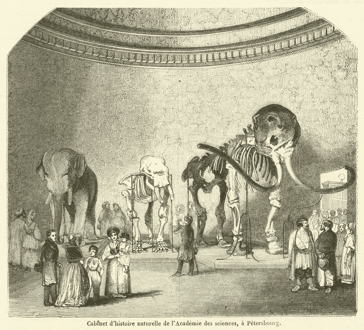 Natural History Cabinet of the Academy of Sciences, in St. Petersburg (engraving) by French School