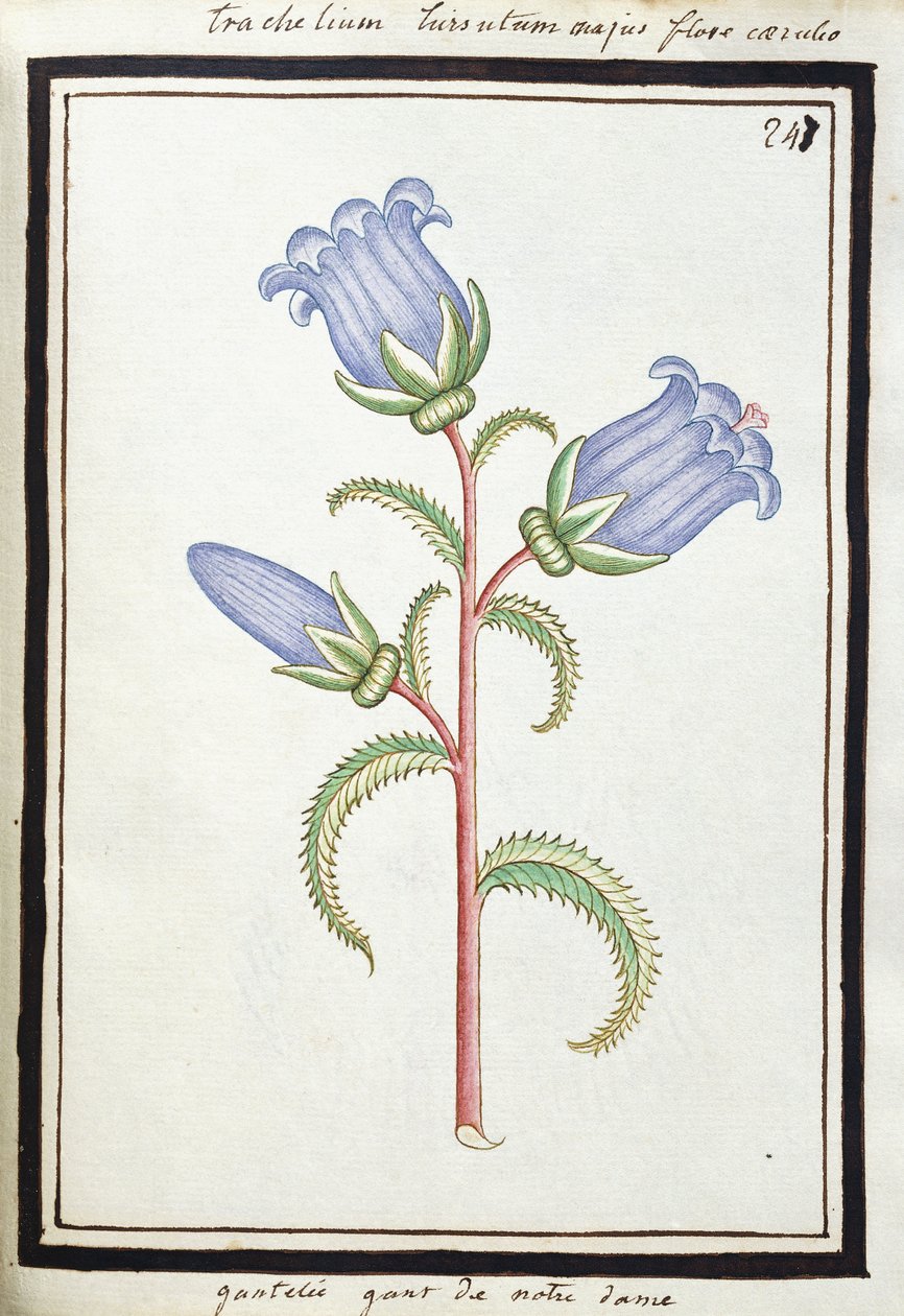 Campanula Trachelium by French School