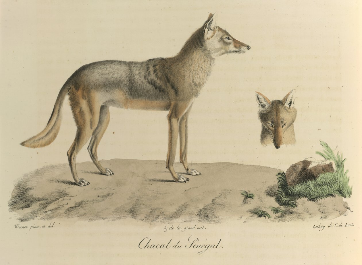 Jackal of Senegal, from Histoire Naturelle des Mammifères by French School