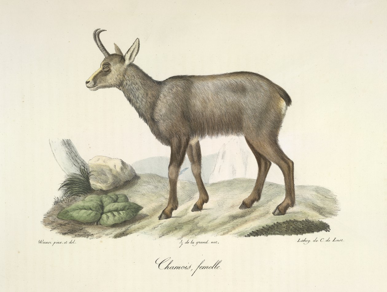 Chamois, Female, from Histoire Naturelle des Mammifères by French School
