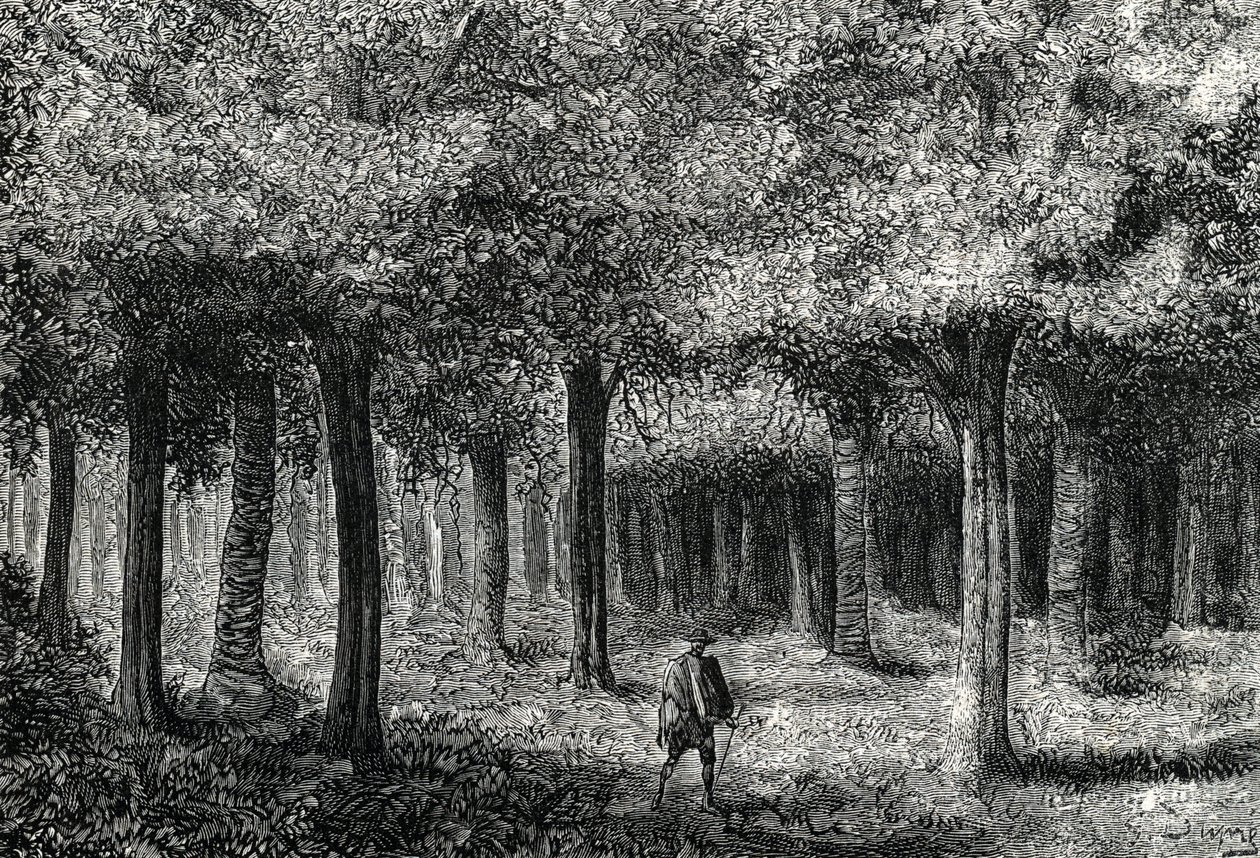 Cinchona tree forest producing cinchona bark for treating malaria, Peru 1888 by French School