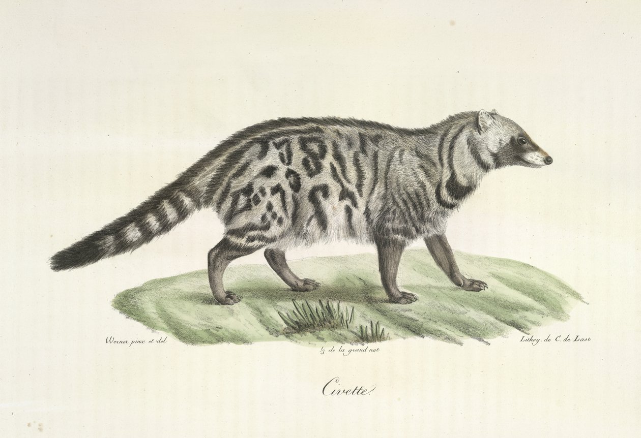 Civet, from 