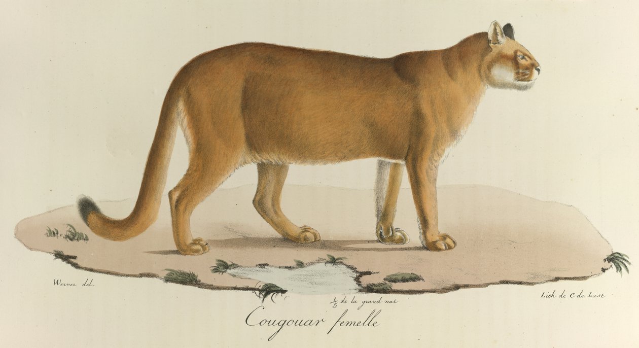 A Female Cougar, from Histoire Naturelle des Mammifères by French School