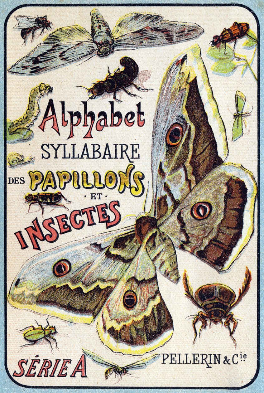 Cover of "Syllabary alphabet of butterflies and insects" by French School