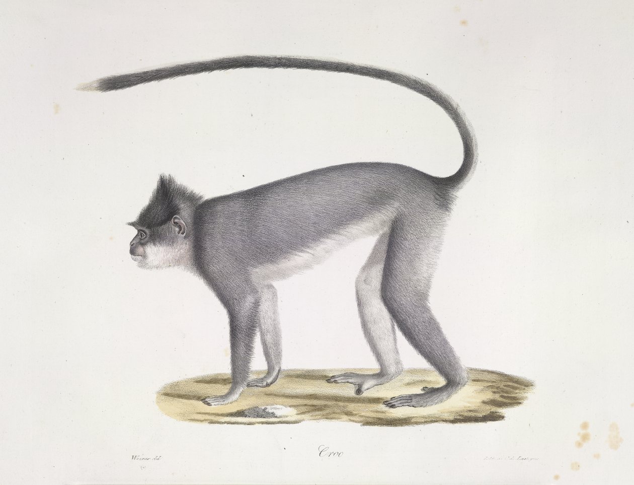 Monkey, from Histoire Naturelle des Mammifères by French School