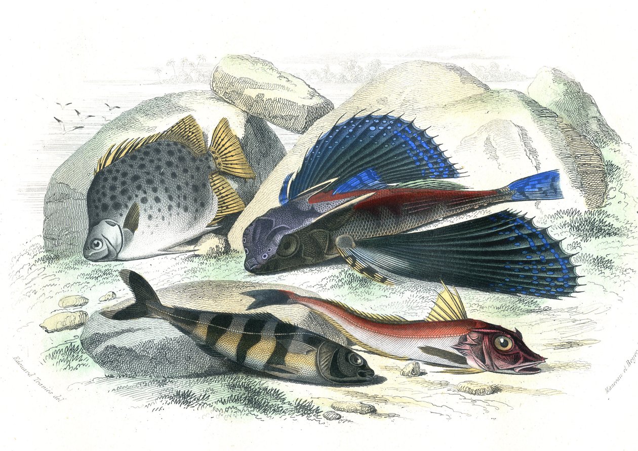 Dactyloptere pirapede (Dactylopterus pirapeda) flying fish, Chetodon argus (scatophagus argus), centronote pilote (echeneis naucrate), Trigle Lyre (Genicanthus Melanospilos) - Plate extracted from Natural History by Bernard Germain de Lacepede by French School