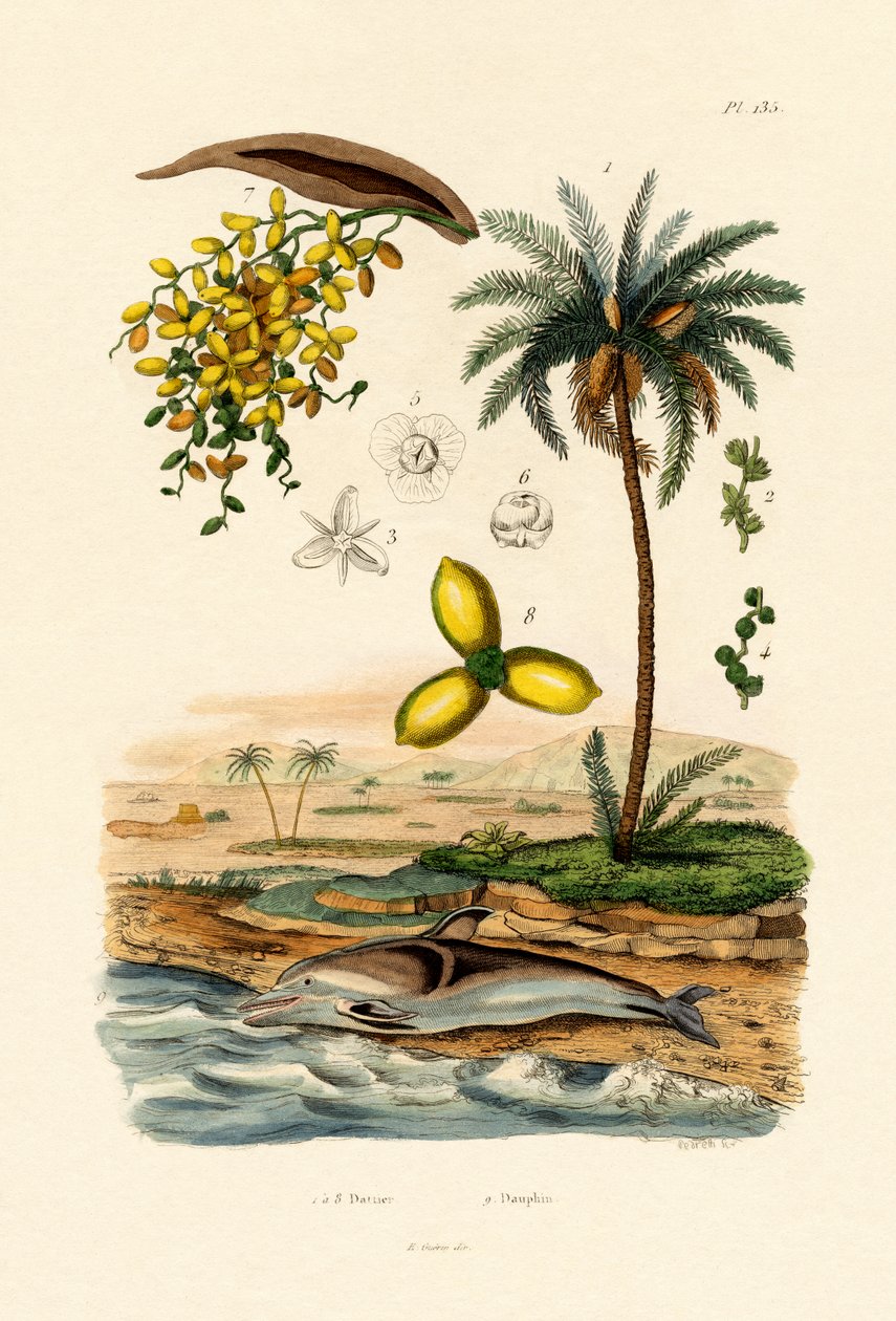 Date Palm by French School