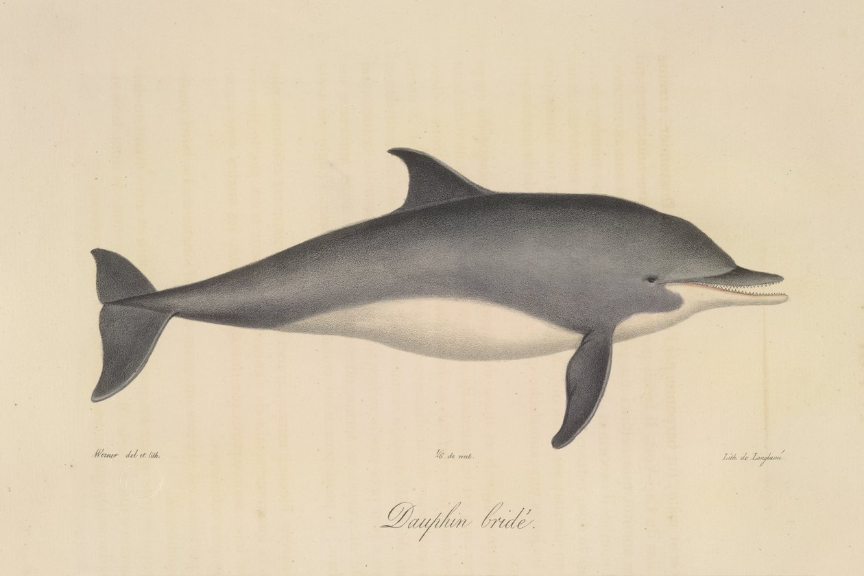 Striped Dolphin, from Histoire Naturelle des Mammifères by French School