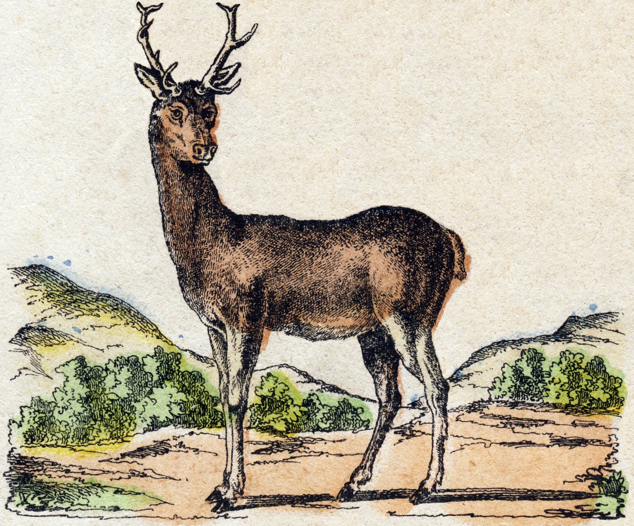Deer. Engraving in 